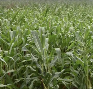 Muranga Mirira-Kayuyu 1/4 Acre Plot Near Kayuyu Dispensary