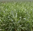 Muranga Mirira-Kayuyu 1/4 Acre Plot Near Kayuyu Dispensary - 2