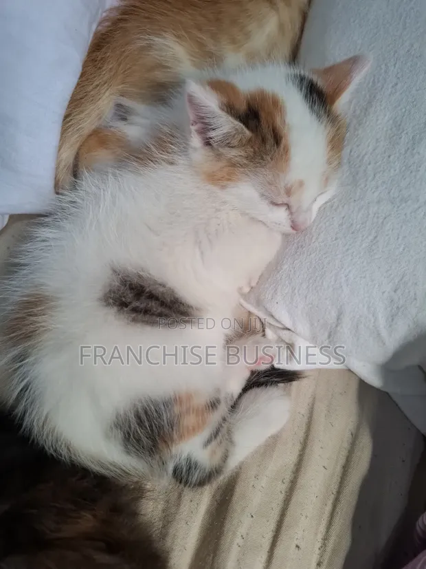 Female Mixed Breed Cat, 1-3 Months - 1