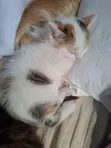 Female Mixed Breed Cat, 1-3 Months - 1