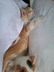 Female Mixed Breed Cat, 1-3 Months - 2