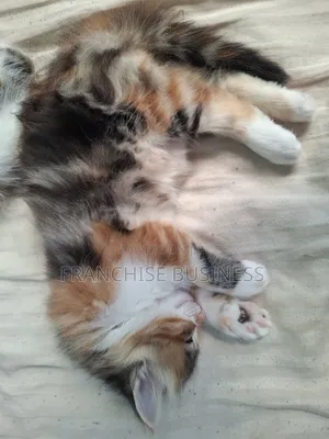 Female Mixed Breed Cat, 1-3 Months