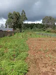 1/2 Acre Land for Sale - Limuru - 1