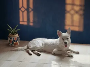 Mbwa wa Kiume Mchanganyiko wa Japanese Spitz, Miezi 6-12