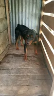 Purebred Rottweiler - Female, 1+ Year Old - 1