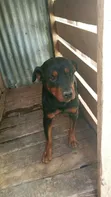 Purebred Rottweiler - Female, 1+ Year Old - 2