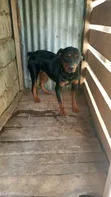 Purebred Rottweiler - Female, 1+ Year Old - 3