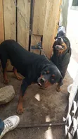 Purebred Rottweiler - Female, 1+ Year Old - 4