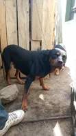 Purebred Rottweiler - Female, 1+ Year Old - 5