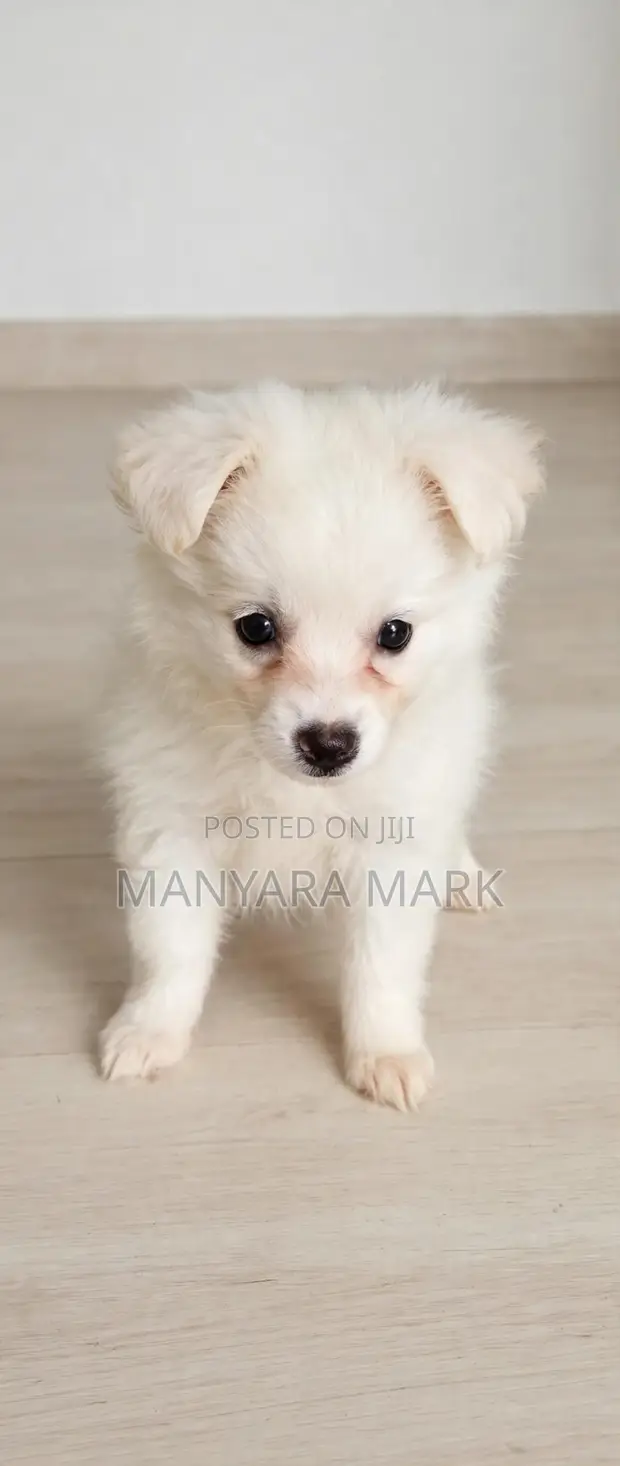 Female Purebred Chihuahua, 1-3 Months - 1