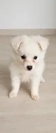 Female Purebred Chihuahua, 1-3 Months - 1