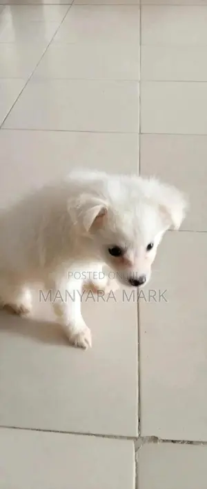 Kikundi cha Chihuahua Safi wa Kike, Miezi 1-3