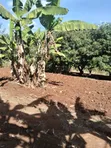Nusu Eka Ardhi Inauzwa Makuyu-Ciumbu - 1
