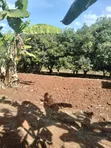 Nusu Eka Ardhi Inauzwa Makuyu-Ciumbu - 3