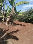 Nusu Eka Ardhi Inauzwa Makuyu-Ciumbu - 4