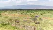 One Acre Land for Sale in Ngong, Kimuka - 4