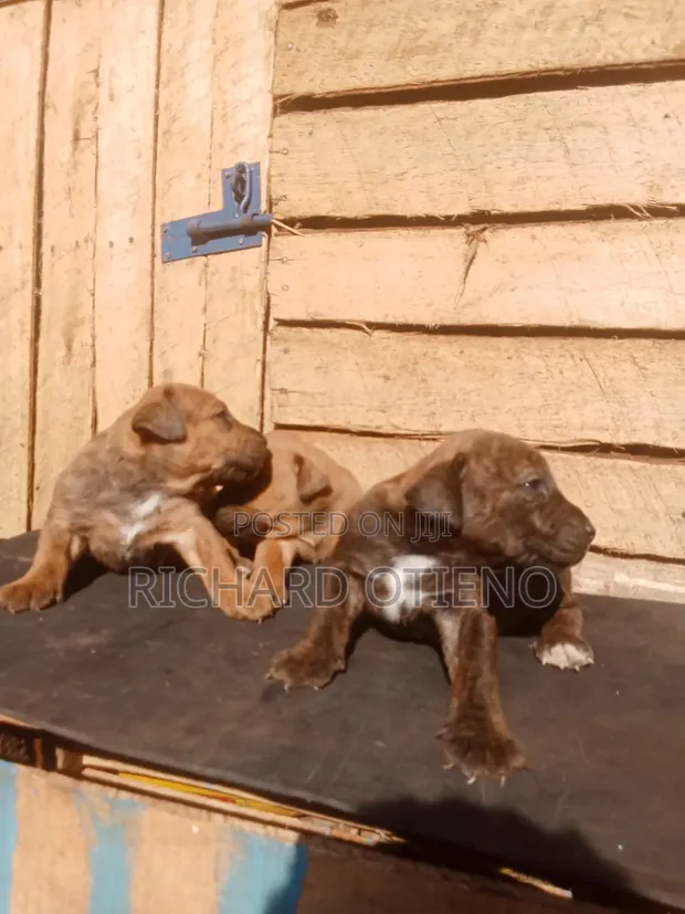 Purebred Boerboel Puppies - 1-3 Months Male - 1
