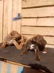 Purebred Boerboel Puppies - 1-3 Months Male - 1