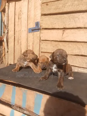 Vibweta vya Boerboel Safi - Wanaume Wenye Miezi 1-3