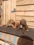 Purebred Boerboel Puppies - 1-3 Months Male - 2