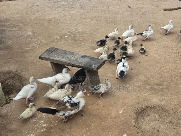 Ducks for Sale - All Sizes - 1