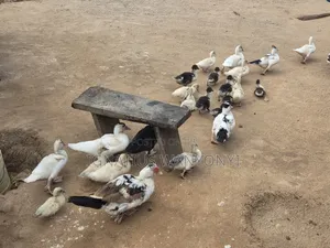 Ducks for Sale - All Sizes