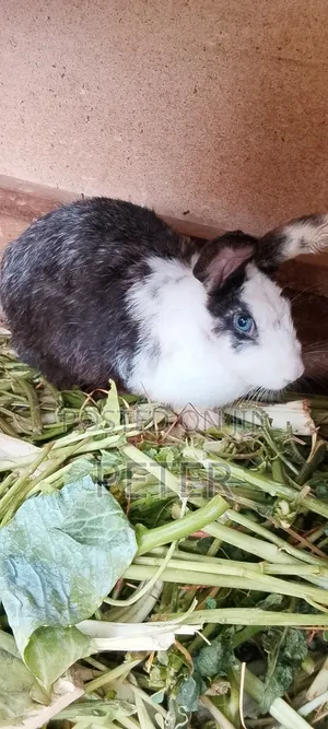 Rabbit for Meat, Pet, and Breeding