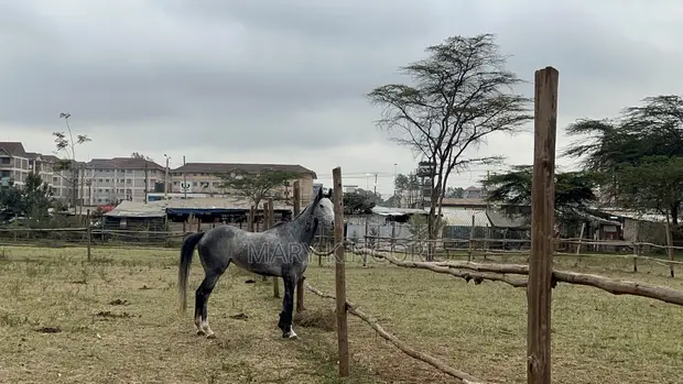 Horse Riding Lessons & Forest Rides at Exotic Stables - 1