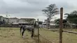 Horse Riding Lessons & Forest Rides at Exotic Stables - 1