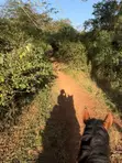 Horse Riding Lessons & Forest Rides at Exotic Stables - 4