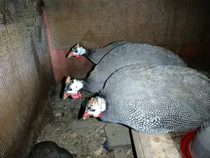 Domesticated Helmeted Guinea Fowl Pair