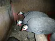 Domesticated Helmeted Guinea Fowl Pair - 1