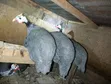 Domesticated Helmeted Guinea Fowl Pair - 2