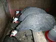 Domesticated Helmeted Guinea Fowl Pair - 3