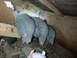 Domesticated Helmeted Guinea Fowl Pair - 4
