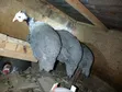 Domesticated Helmeted Guinea Fowl Pair - 5