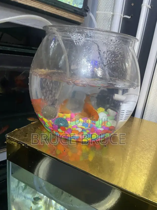 Small Round Fish Bowl with Goldfish - 1
