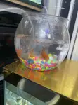 Small Round Fish Bowl with Goldfish - 1