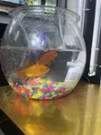 Small Round Fish Bowl with Goldfish - 2