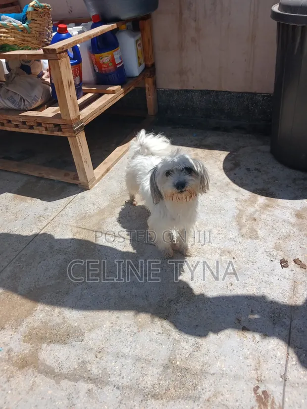 Male Mixed Breed Maltese Puppy, 8 Weeks Old - 1