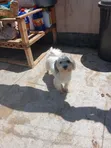 Male Mixed Breed Maltese Puppy, 8 Weeks Old - 1