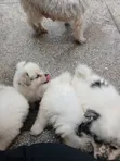 Male Mixed Breed Maltese Puppy, 8 Weeks Old - 2