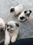 Male Mixed Breed Maltese Puppy, 8 Weeks Old - 3