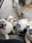 Male Mixed Breed Maltese Puppy, 8 Weeks Old - 4