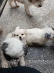 Male Mixed Breed Maltese Puppy, 8 Weeks Old - 5