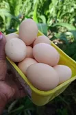 Kenbro Kienyeji Eggs - 2
