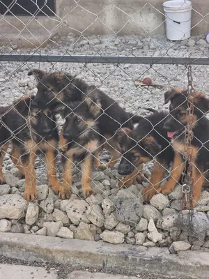Mbwa wa Kiume wa Mchanganyiko wa German Shepherd, Miezi 1-3