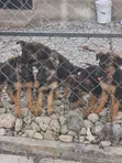 1-3 Month Male Mixed Breed German Shepherd Puppy - 1