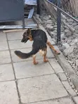 1-3 Month Male Mixed Breed German Shepherd Puppy - 2