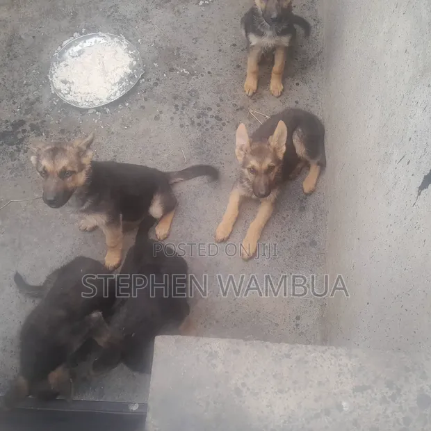 Mbwa wa Kike wa Kijerumani Mzazi, Miezi 3-6 - 1